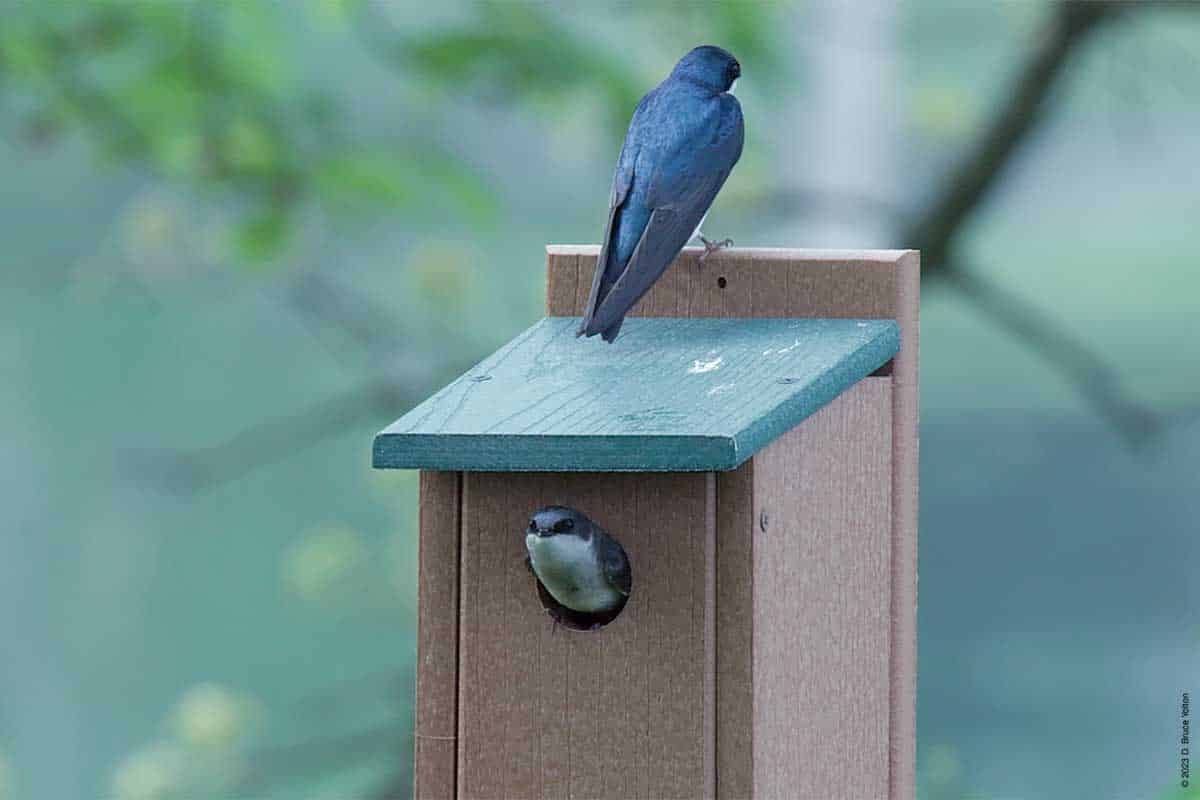 Tree Swallow Nest Building - Urban Hawks