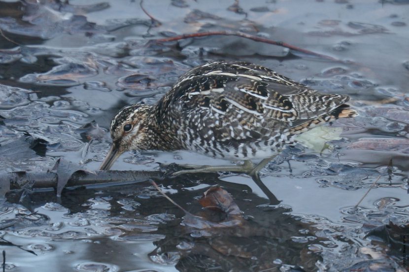 American Woodcock and Wilson's Snipe Urban Hawks