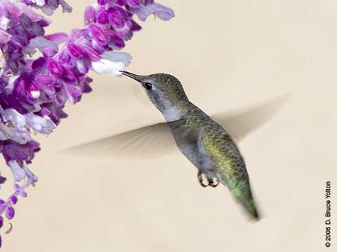 Hummingbird