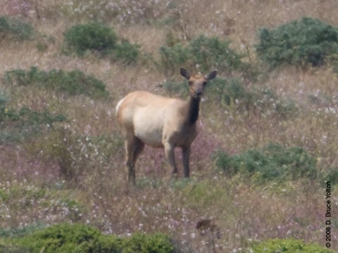 080707elk01