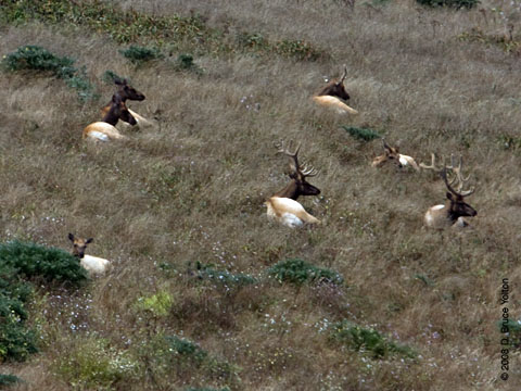 080707elk02