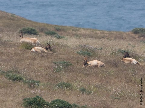 080707elk03