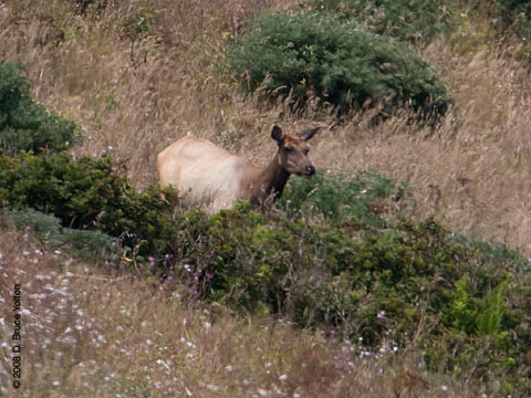 080707elk04