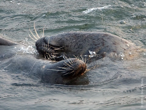 080707hseals19