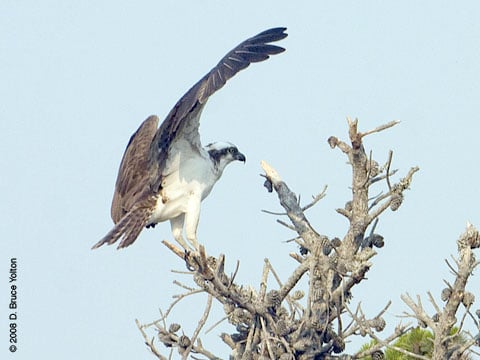 080707osprey00