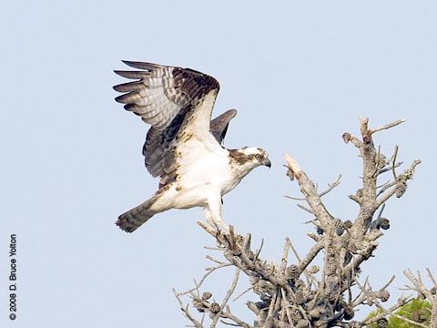 080707osprey01