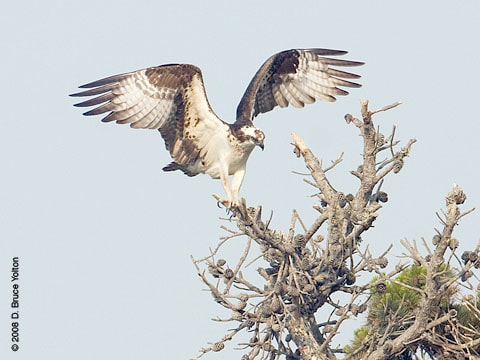 080707osprey02