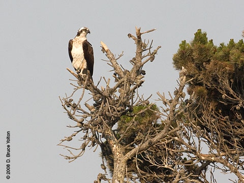 080707osprey03