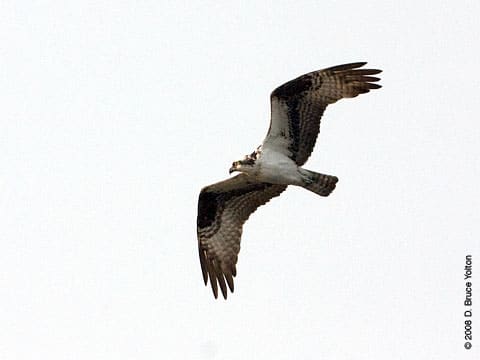 080707osprey04