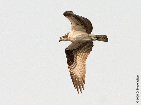 080707osprey06_2