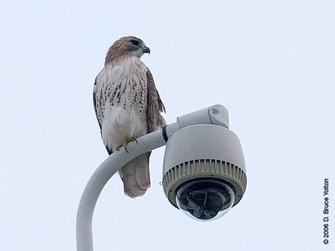 Pale Male, Red-tailed Hawk, Central Park