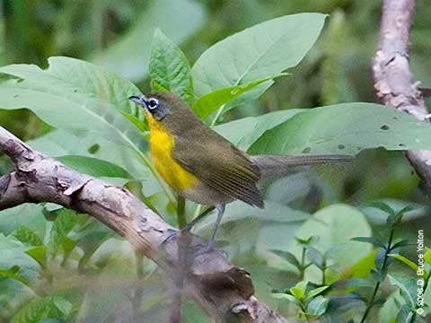 Yellow-breasted Chat, Central Park