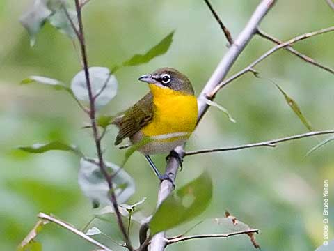 Yellow-breasted Chat, Central Park