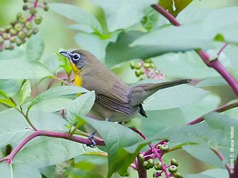 Yellow-breasted Chat, Central Park