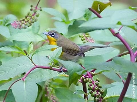 Yellow-breasted Chat, Central Park