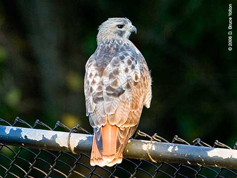 Pale Male, Red-tailed Hawk, Central Park