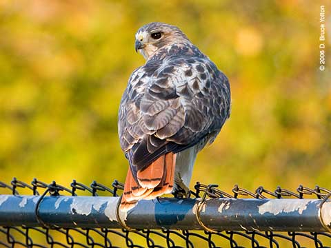 Pale Male, Red-tailed Hawk, Central Park