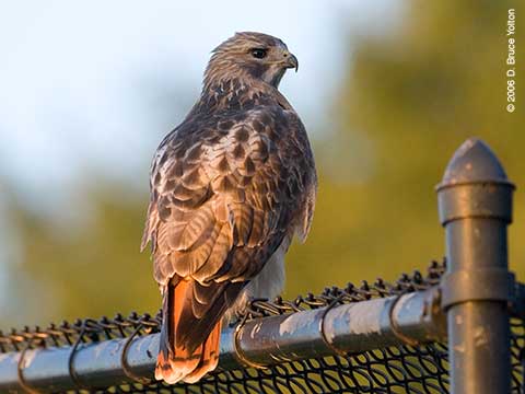 Pale Male, Red-tailed Hawk, Central Park