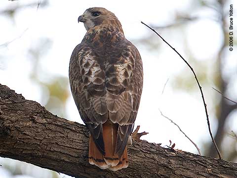 Pale Male, Red-tailed Hawk, Central Park