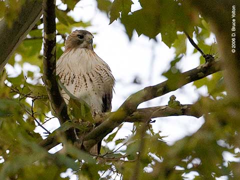 Pale Male, Red-tailed Hawk, Central Park