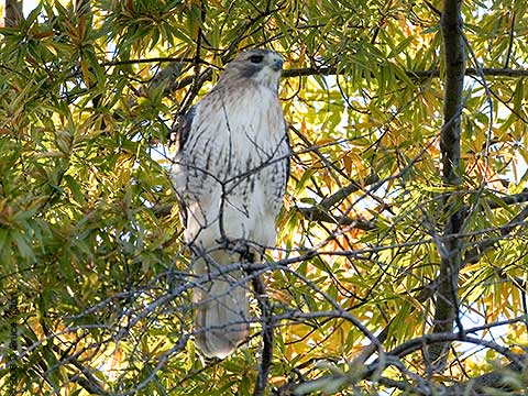 Pale Male, Red-tailed Hawk, Central Park