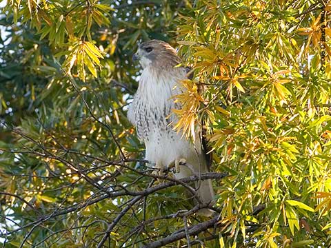 Pale Male, Red-tailed Hawk, Central Park