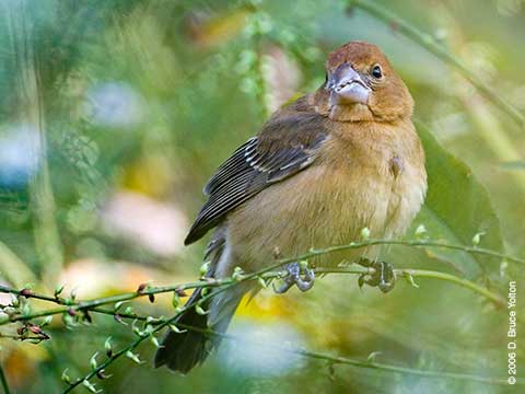 Blue Grosbeak