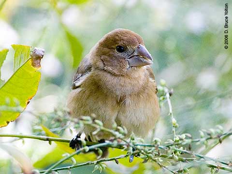 Blue Grosbeak