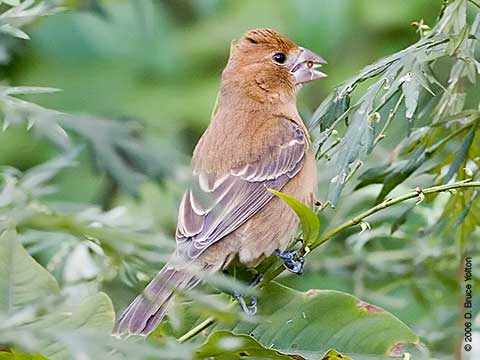 Blue Grosbeak