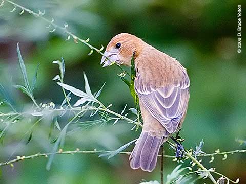 Blue Grosbeak