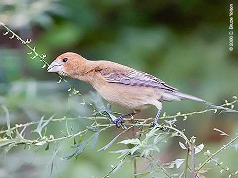 Blue Grosbeak