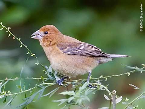 Blue Grosbeak