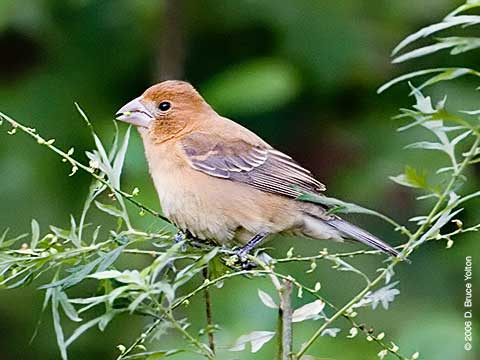 Blue Grosbeak