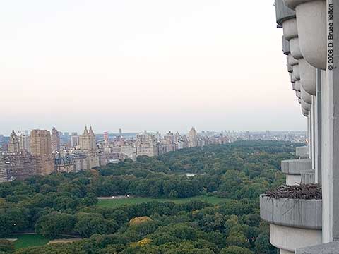 Trunp Parc, Central Park South, Red-tailed Hawk Nest