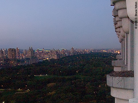 Trunp Parc, Central Park South, Red-tailed Hawk Nest