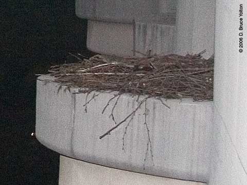 Trunp Parc, Central Park South, Red-tailed Hawk Nest