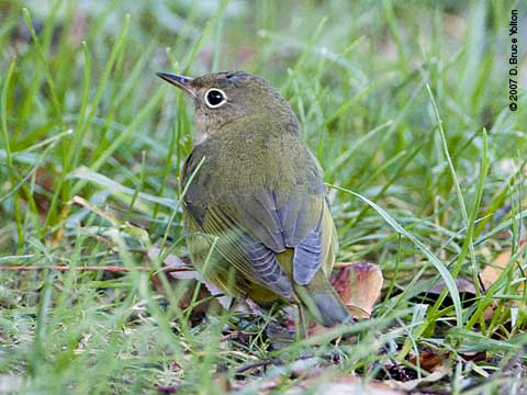 Fall_warblers_a