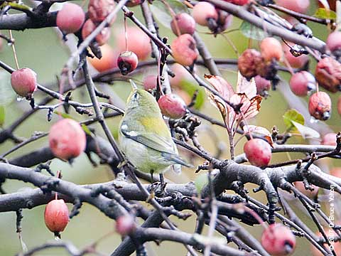 Fall_warblers_e