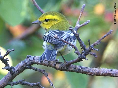 Fall_warblers_i