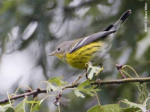 Fall_warblers_k