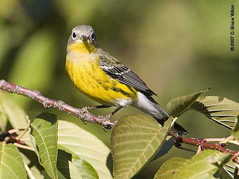 Fall_warblers_m