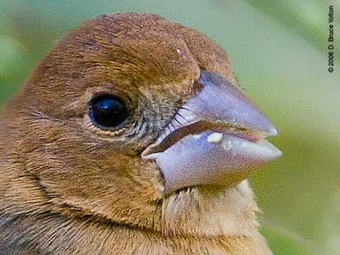 Blue Grosbeak Rictal Bristles