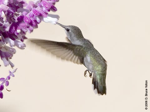 Hummingbird