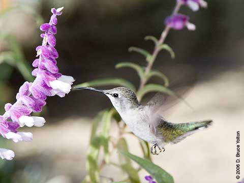 Hummingbird