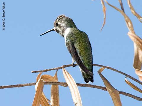 Hummingbird