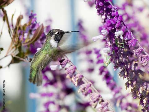 Hummingbird