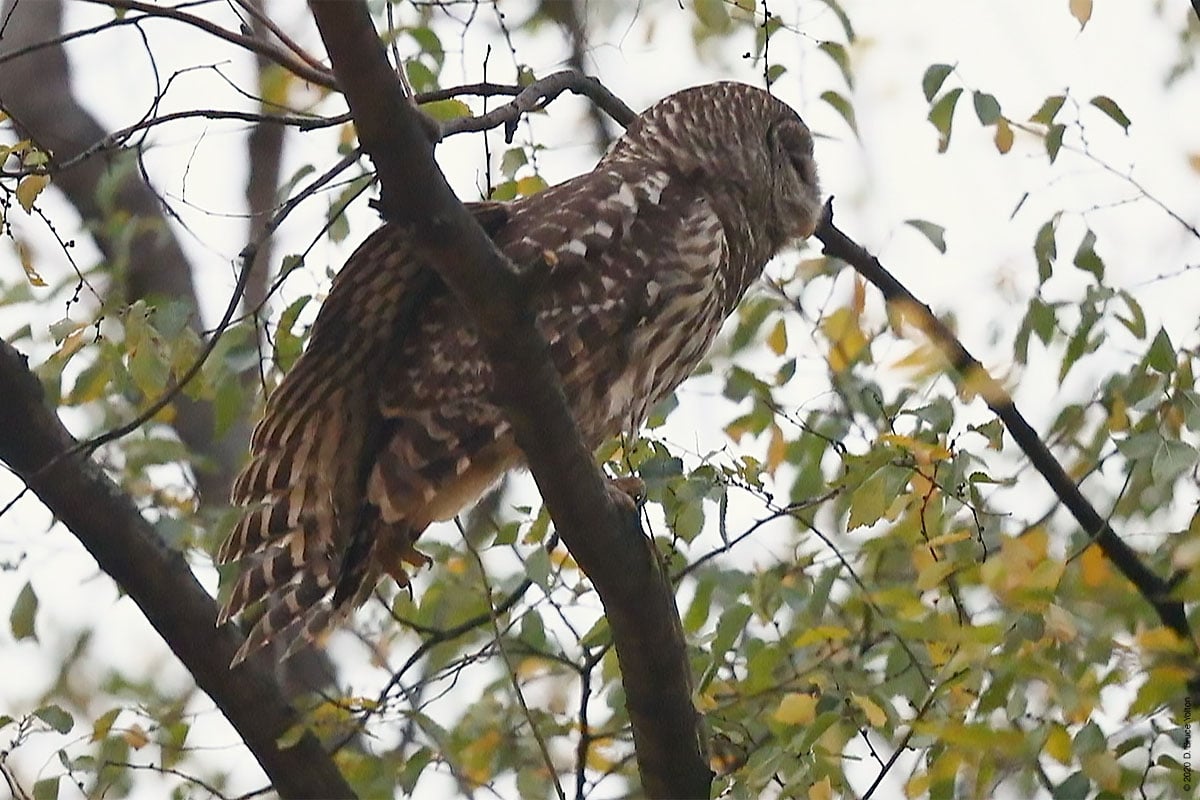 20201205BDOW01