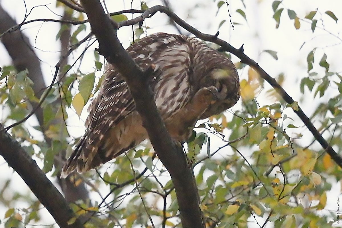 20201205BDOW02