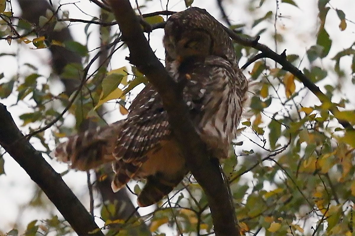 20201205BDOW05
