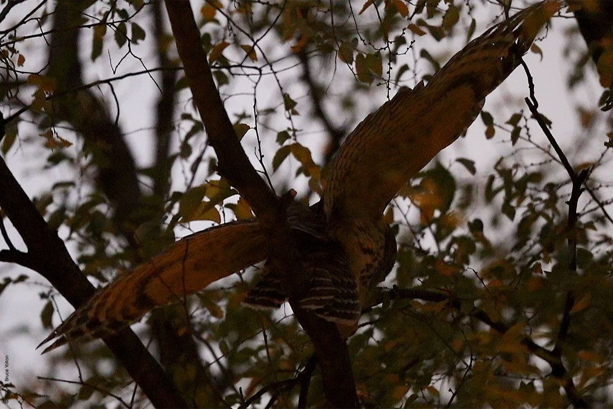 20201205BDOW08